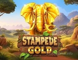 Stampede Gold